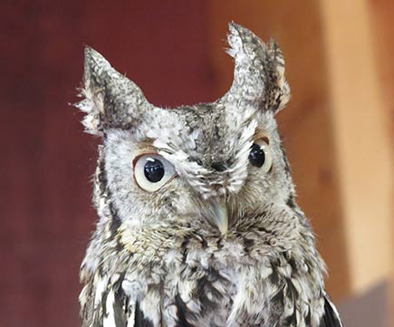 Eastern Screech Owl