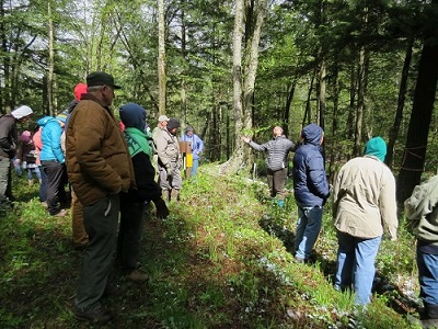 Bird Walk in the Sun