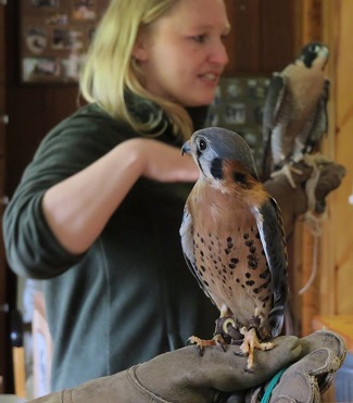 American Kestrel and Peregrine Falcon with handlers