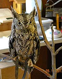 Eastern Screech-Owl sitting on perch
