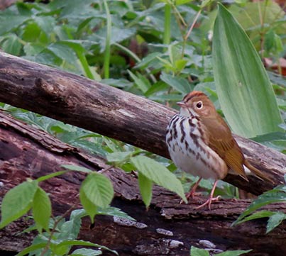 Ovenbird seen during IMBD bird walk