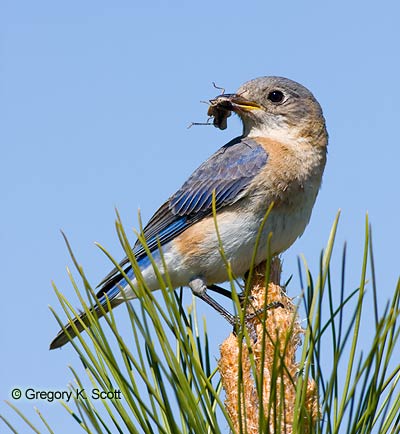 Bird ID Quiz Image