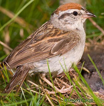 Bird ID Quiz Image