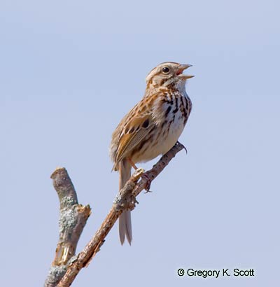 Bird ID Quiz Image