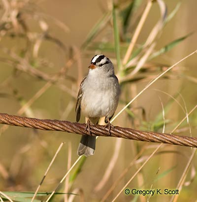 Bird ID Quiz Image