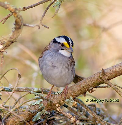 Bird ID Quiz Image