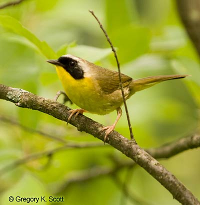 Bird ID Quiz Image