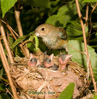 Bird ID Quiz Image