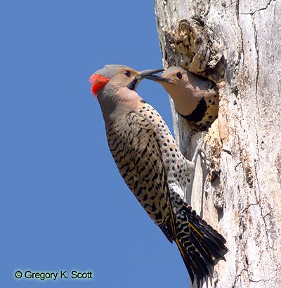 Bird ID Quiz Image