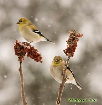 Bird ID Quiz Image