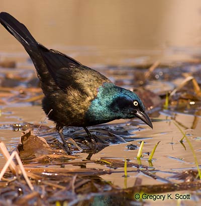 Bird ID Quiz Image