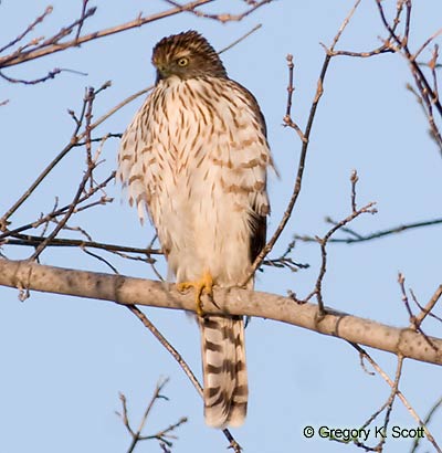 Bird ID Quiz Image