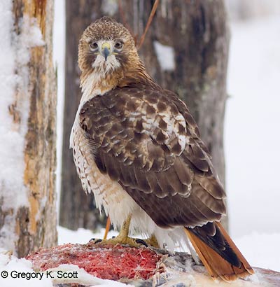 Bird ID Quiz Image