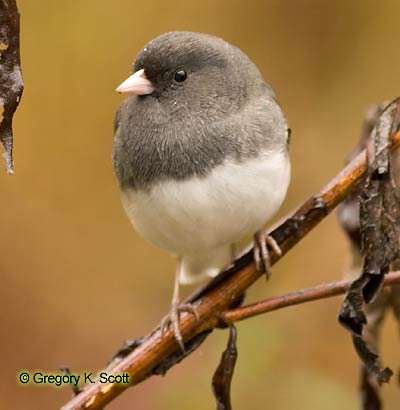 Bird ID Quiz Image