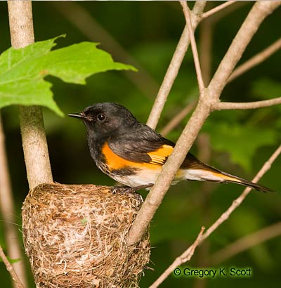 Bird ID Quiz Image