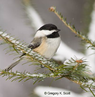 Bird ID Quiz Image