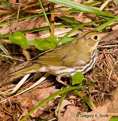 Bird ID Quiz Image