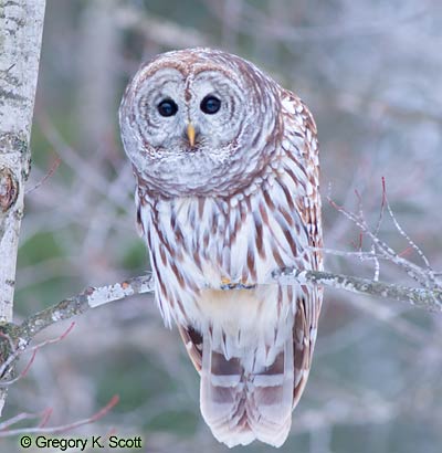 Bird ID Quiz Image