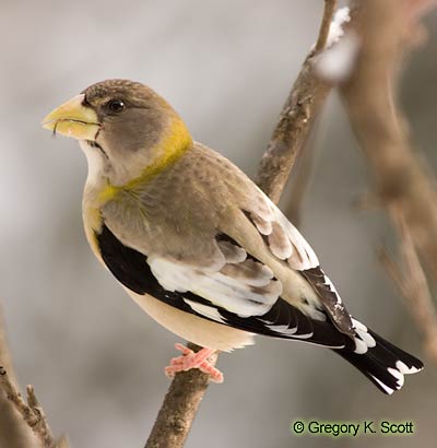 Bird ID Quiz Image