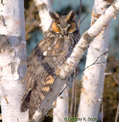 Bird ID Quiz Image
