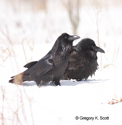 Bird ID Quiz Image