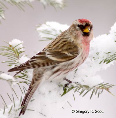 Bird ID Quiz Image
