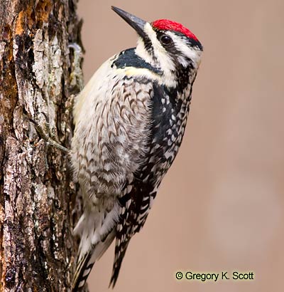 Bird ID Quiz Image