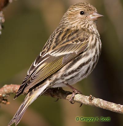 Bird ID Quiz Image