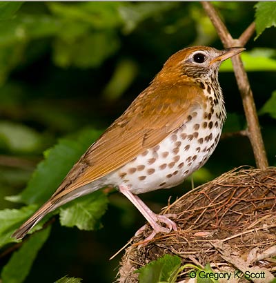Bird ID Quiz Image