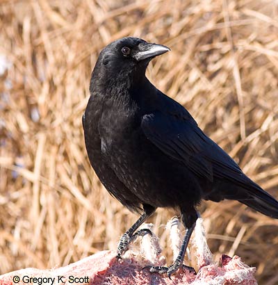 Bird ID Quiz Image
