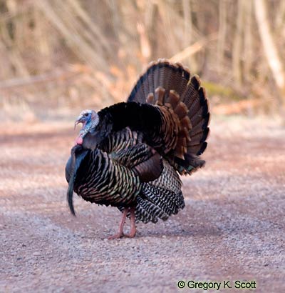 Bird ID Quiz Image