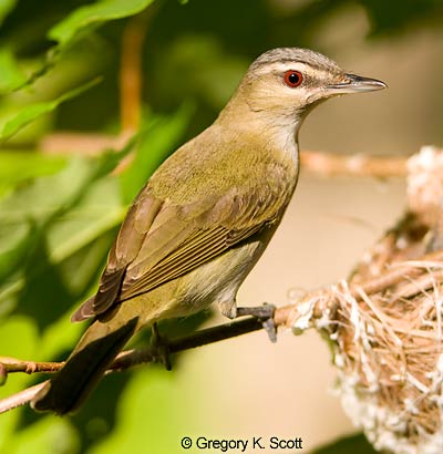 Bird ID Quiz Image