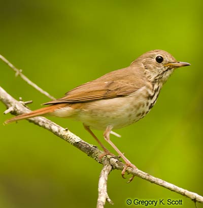 Bird ID Quiz Image