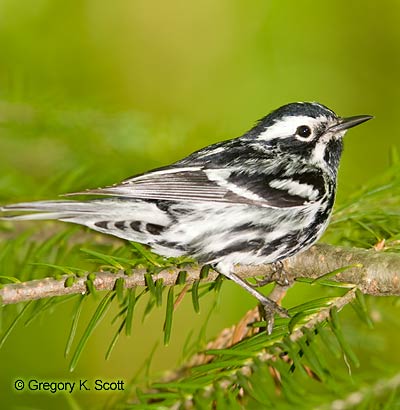 Bird ID Quiz Image