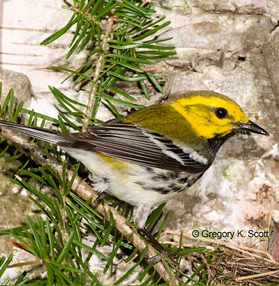 Bird ID Quiz Image