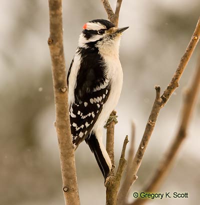 Bird ID Quiz Image