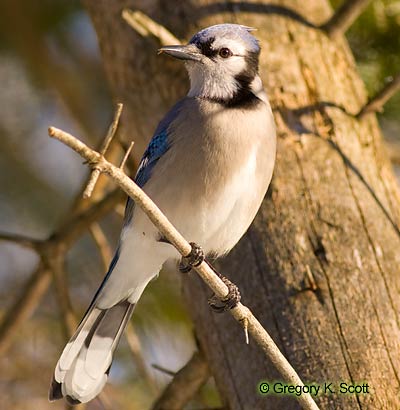 Bird ID Quiz Image