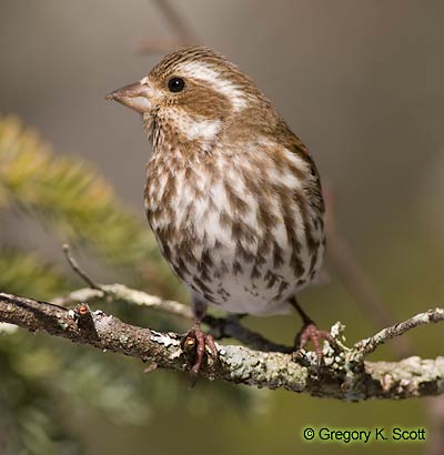 Bird ID Quiz Image