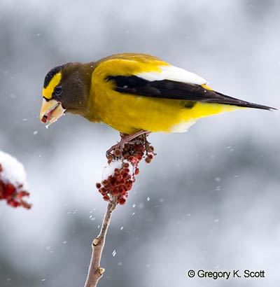 Bird ID Quiz Image