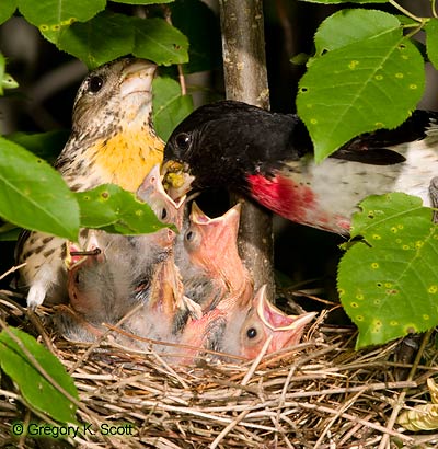 Bird ID Quiz Image
