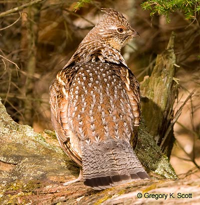 Bird ID Quiz Image
