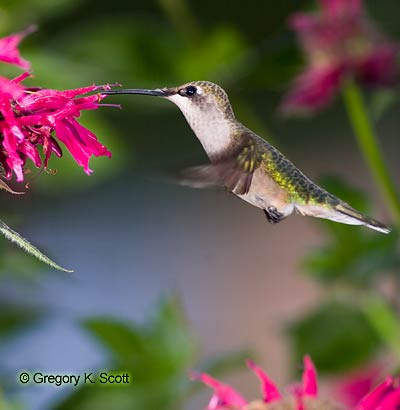 Bird ID Quiz Image