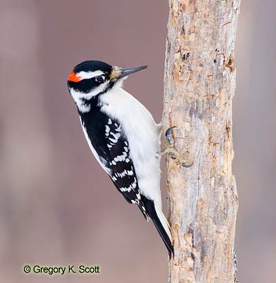 Bird ID Quiz Image