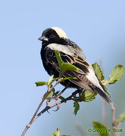 Bird ID Quiz Image
