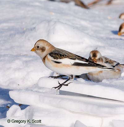Bird ID Quiz Image