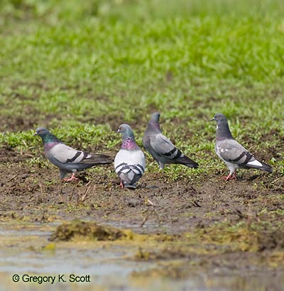Bird ID Quiz Image