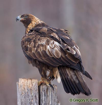 Bird ID Quiz Image