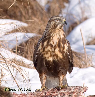 Bird ID Quiz Image