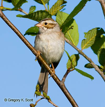 Bird ID Quiz Image
