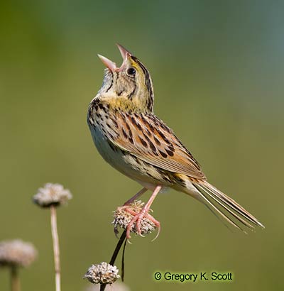 Bird ID Quiz Image